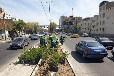 کاشت درختچه یاس هلندی در منطقه ۱۷